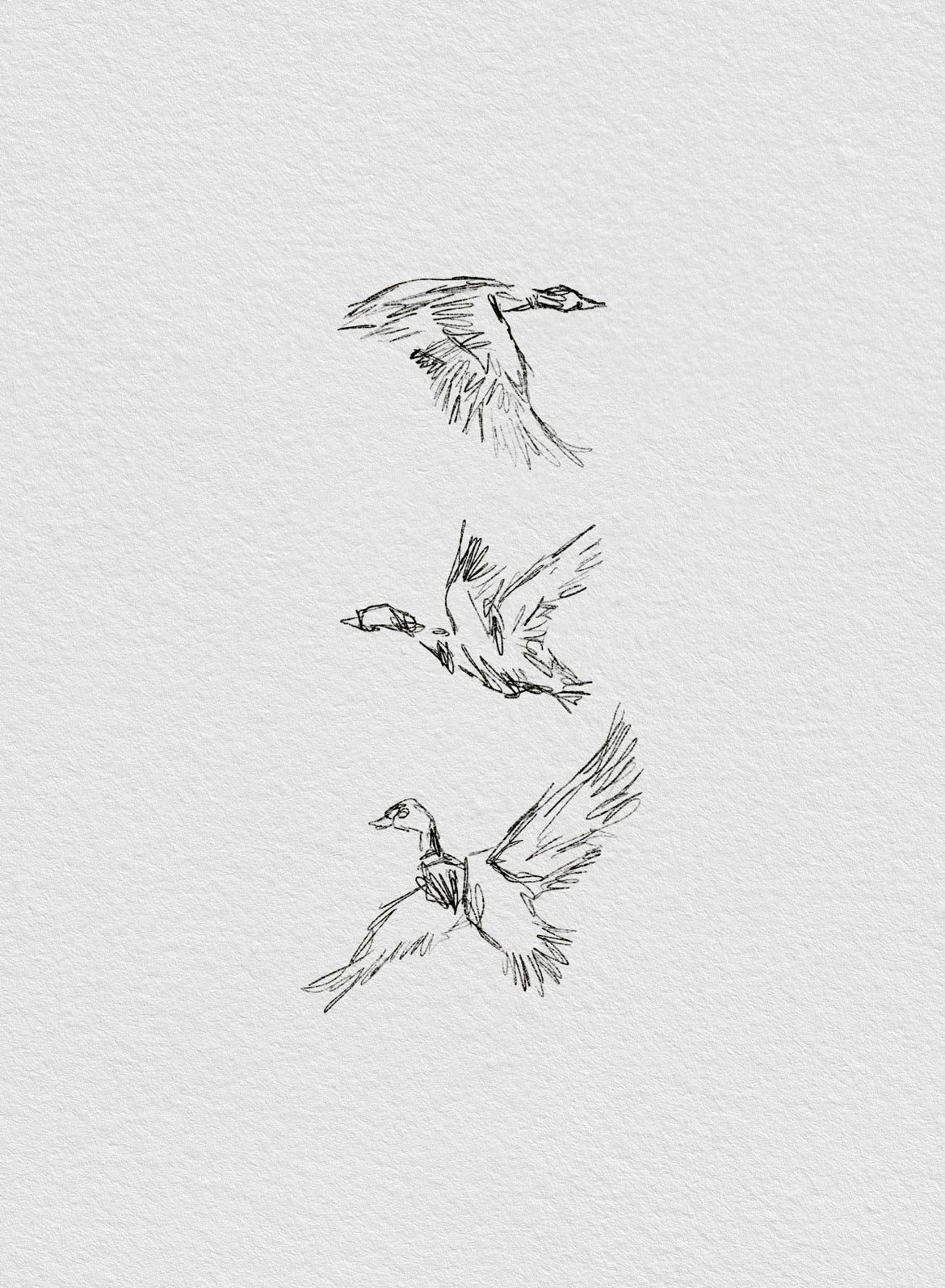 Flying Mallards Print